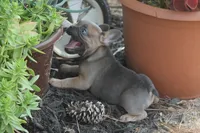 Winnie, a female French Bulldog for sale in Hiwasse, AR – 1 of 9