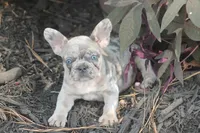 Sissy, a female French Bulldog for sale in Hiwasse, AR – 3 of 9