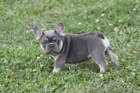 Mr Chunkers, a male French Bulldog for sale in Hiwasse, AR – 3 of 7