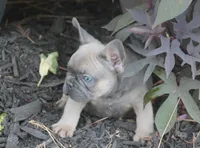 Mr. Big, a male French Bulldog for sale in Hiwasse, AR – 5 of 5