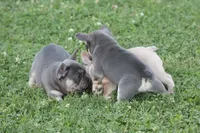 Mr Chunkers, a male French Bulldog for sale in Hiwasse, AR – 7 of 7