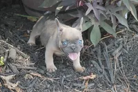 Winnie, a female French Bulldog for sale in Hiwasse, AR – 4 of 9