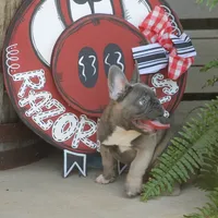 Peppa, a female French Bulldog for sale in Hiwasse, AR – 5 of 10