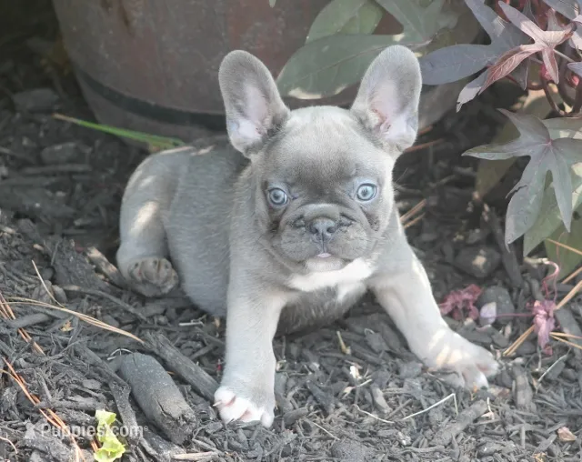 Peppa – French Bulldog puppy for sale in Hiwasse, AR