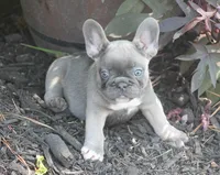 Peppa, a female French Bulldog for sale in Hiwasse, AR – 1 of 7
