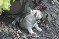 Daisy, a female French Bulldog for sale in Hiwasse, AR – 3 of 8