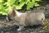 Briggs, a male Pembroke Welsh Corgi for sale in Hiwasse, AR – 3 of 5
