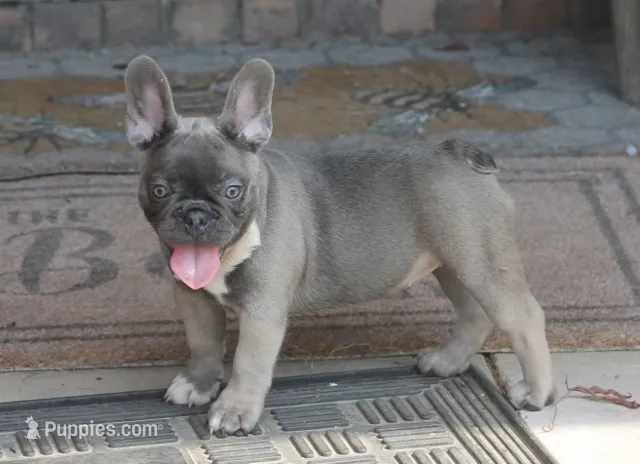 Peppa – French Bulldog puppy for sale in Hiwasse, AR