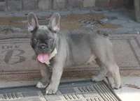 Peppa, a female French Bulldog for sale in Hiwasse, AR – 1 of 10