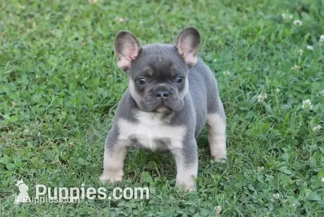Scar – French Bulldog puppy for sale in Hiwasse, AR
