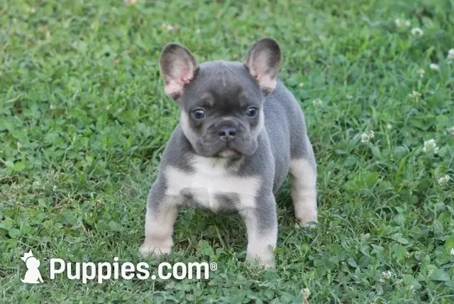 Scar, a male French Bulldog for sale in Hiwasse, AR – 1 of 7