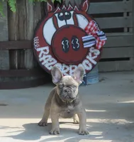 Mr. Big, a male French Bulldog for sale in Hiwasse, AR – 5 of 9