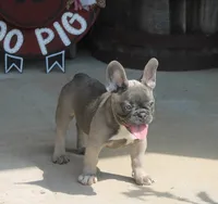 Peppa, a female French Bulldog for sale in Hiwasse, AR – 6 of 10