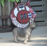 Mr. Big, a male French Bulldog for sale in Hiwasse, AR – 6 of 9