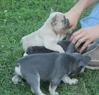 Mr Chunkers, a male French Bulldog for sale in Hiwasse, AR – 5 of 7