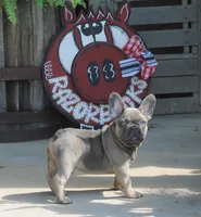 Mr. Big, a male French Bulldog for sale in Hiwasse, AR – 7 of 9