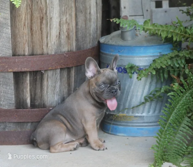 Renny – French Bulldog puppy for sale in Hiwasse, AR