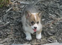 Bailey, a female Pembroke Welsh Corgi for sale in Hiwasse, AR – 5 of 5