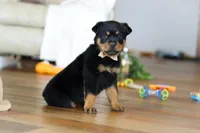 Ace, a male Rottweiler for sale in Fresno, OH – Photo 6 of 9