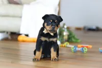 Ace, a male Rottweiler for sale in Fresno, OH – Photo 4 of 9