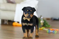 Ace, a male Rottweiler for sale in Fresno, OH – Photo 7 of 9