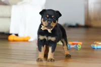 Ace, a male Rottweiler for sale in Fresno, OH – Photo 3 of 9