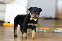 Ace, a male Rottweiler for sale in Fresno, OH – Photo 2 of 9