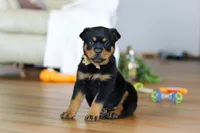 Ace, a male Rottweiler for sale in Fresno, OH – Photo 1 of 9