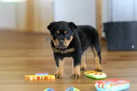 Ace, a male Rottweiler for sale in Fresno, OH – Photo 8 of 9