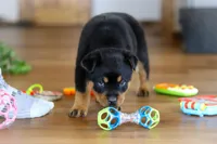 Ace, a male Rottweiler for sale in Fresno, OH – Photo 9 of 9