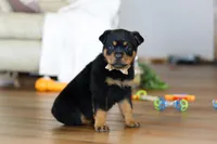 Ace, a male Rottweiler for sale in Fresno, OH – Photo 5 of 9