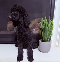 Roxy , a female Poodle - Standard  for sale in Victorville, CA – 2 of 3