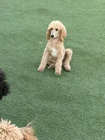 Peter , a male Poodle - Standard  for sale in Victorville, CA – 3 of 4