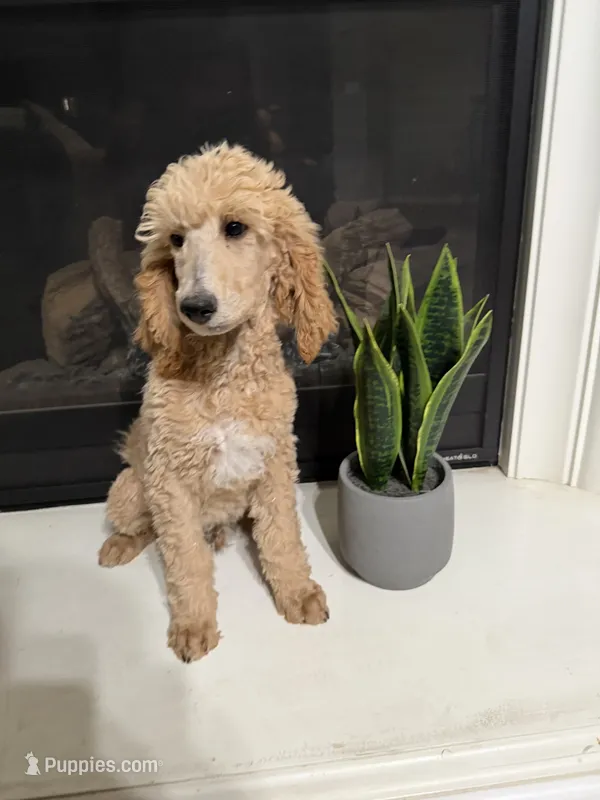 Peter  – Poodle - Standard  puppy for sale in Victorville, CA