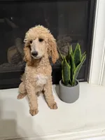 Peter , a male Poodle - Standard  for sale in Victorville, CA – 1 of 4