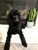 Roxy , a female Poodle - Standard  for sale in Victorville, CA – 1 of 3