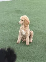 Peter , a male Poodle - Standard  for sale in Victorville, CA – 4 of 4