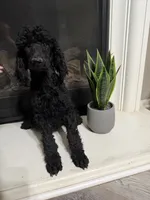 Roxy , a female Poodle - Standard  for sale in Victorville, CA – 3 of 3