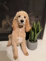 Peter , a male Poodle - Standard  for sale in Victorville, CA – 2 of 4