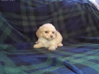 Star, in home raised, non-shedding, a female Maltipoo and Poodle - Toy  for sale in Interlochen, MI – Photo 3 of 3