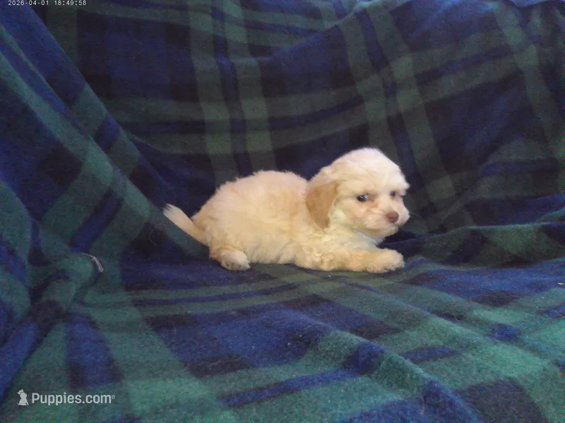 Star, in home raised, non-shedding – Maltipoo, Poodle - Toy  puppy for sale in Interlochen, MI