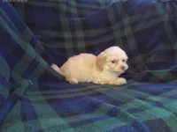 Star, in home raised, non-shedding, a female Maltipoo and Poodle - Toy  for sale in Interlochen, MI – Photo 1 of 3