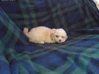 Star, in home raised, non-shedding, a female Maltipoo and Poodle - Toy  for sale in Interlochen, MI – Photo 2 of 3