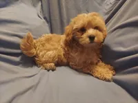 Artimis - non-shedding MaltiPoo male - Sale $850, a male Maltipoo for sale in Interlochen, MI – 3 of 3