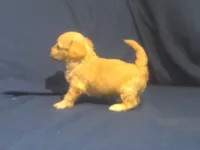Ruby, a female Maltipoo for sale in Interlochen, MI – 5 of 5
