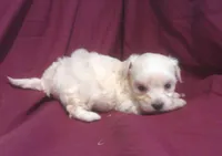 Azerite, a male Maltipoo for sale in Interlochen, MI – 1 of 6