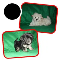 Dallysdogs.com, a  Maltipoo for sale in Interlochen, MI – Photo 7 of 10