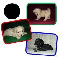 Dallysdogs.com, a  Maltipoo for sale in Interlochen, MI – Photo 10 of 10