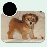 Dallysdogs.com, a  Maltipoo for sale in Interlochen, MI – Photo 2 of 10