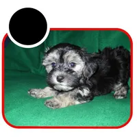 Dallysdogs.com, a  Maltipoo for sale in Interlochen, MI – Photo 4 of 10